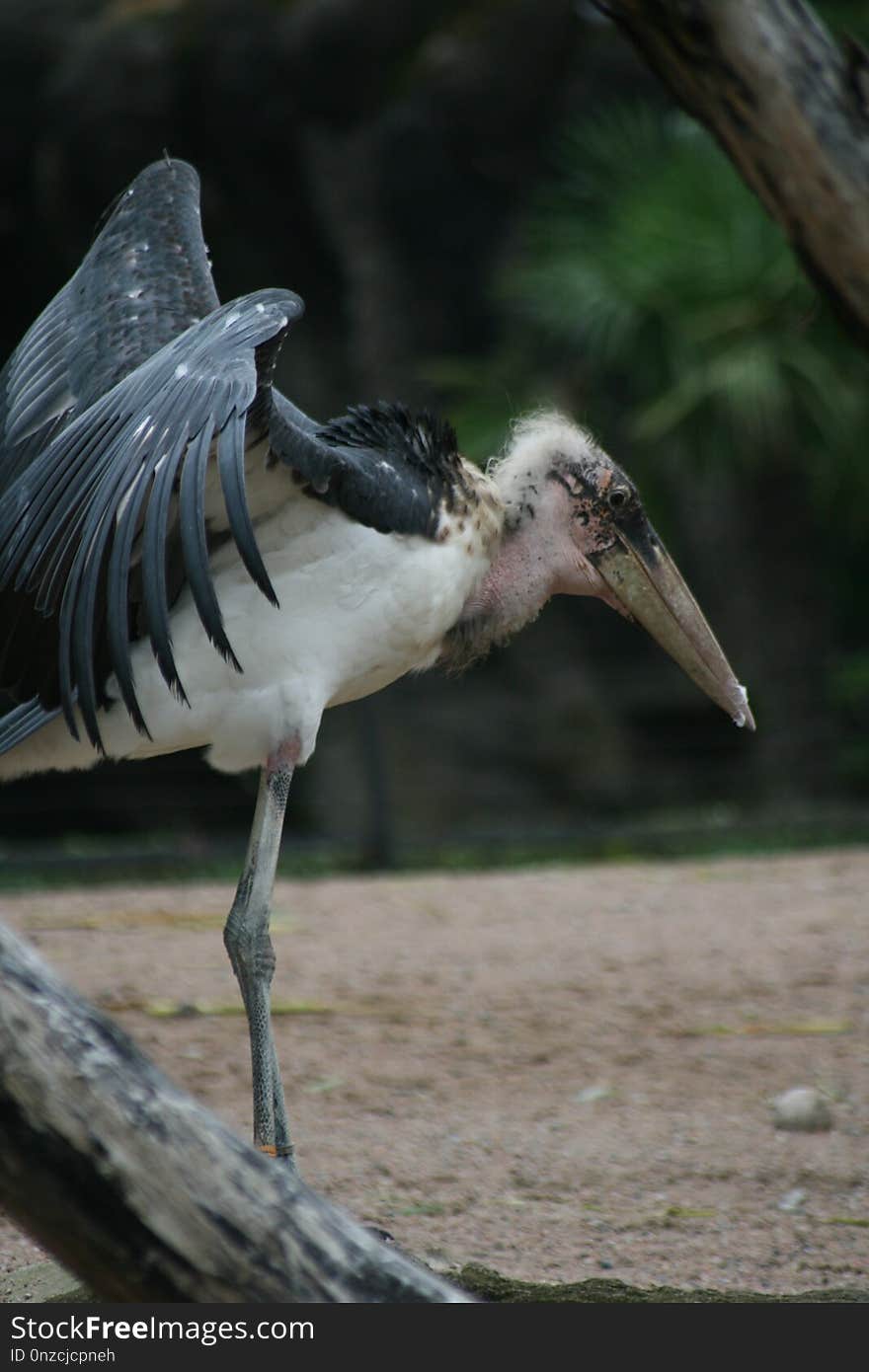 Bird, Stork, Marabou Stork, Beak