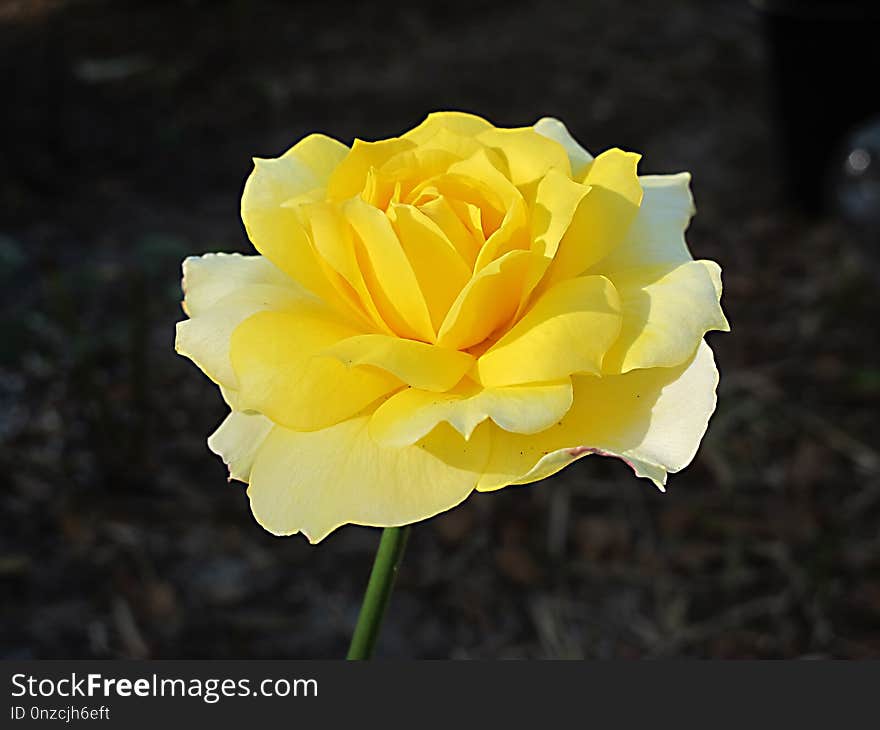 Flower, Rose Family, Yellow, Rose