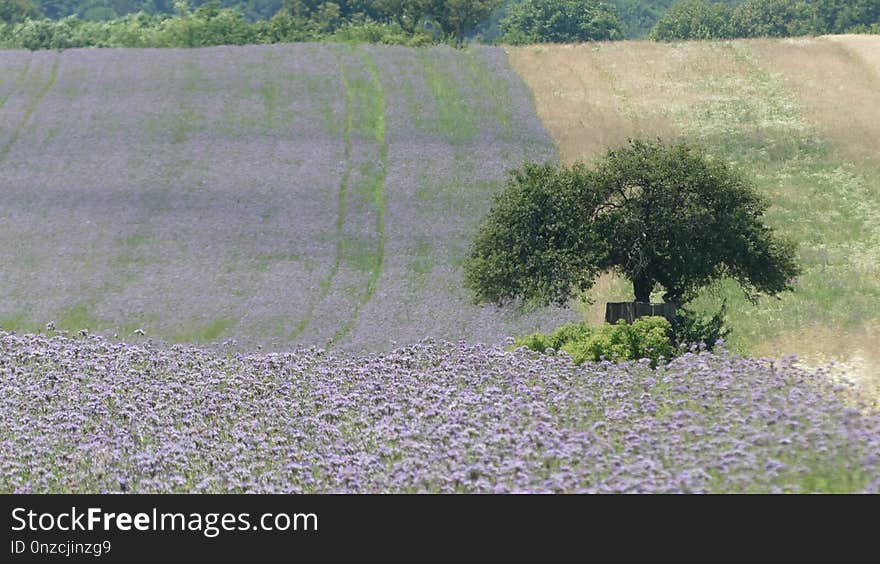 Field, Crop, Vegetation, Agriculture