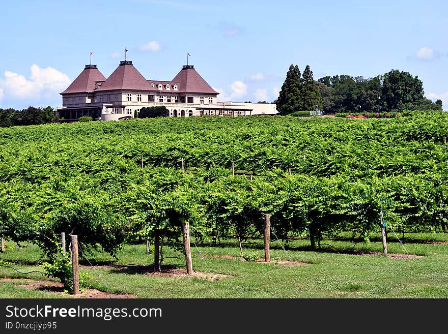 Agriculture, Vineyard, Tree, Field