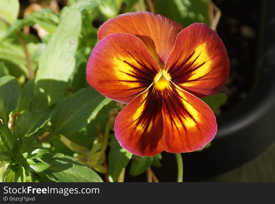 Flower, Pansy, Plant, Flowering Plant