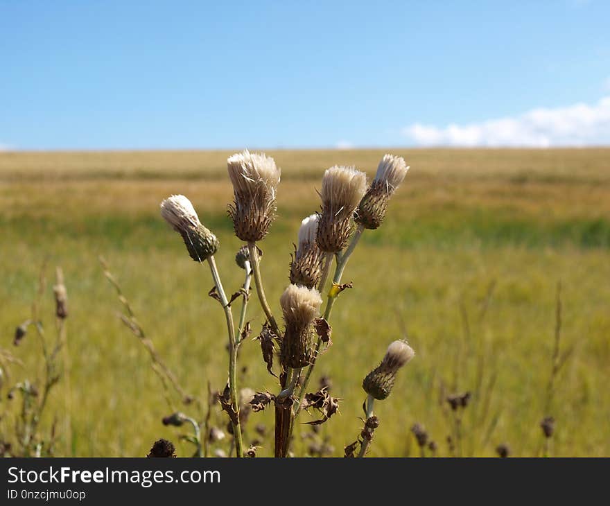 Grassland, Ecosystem, Prairie, Steppe