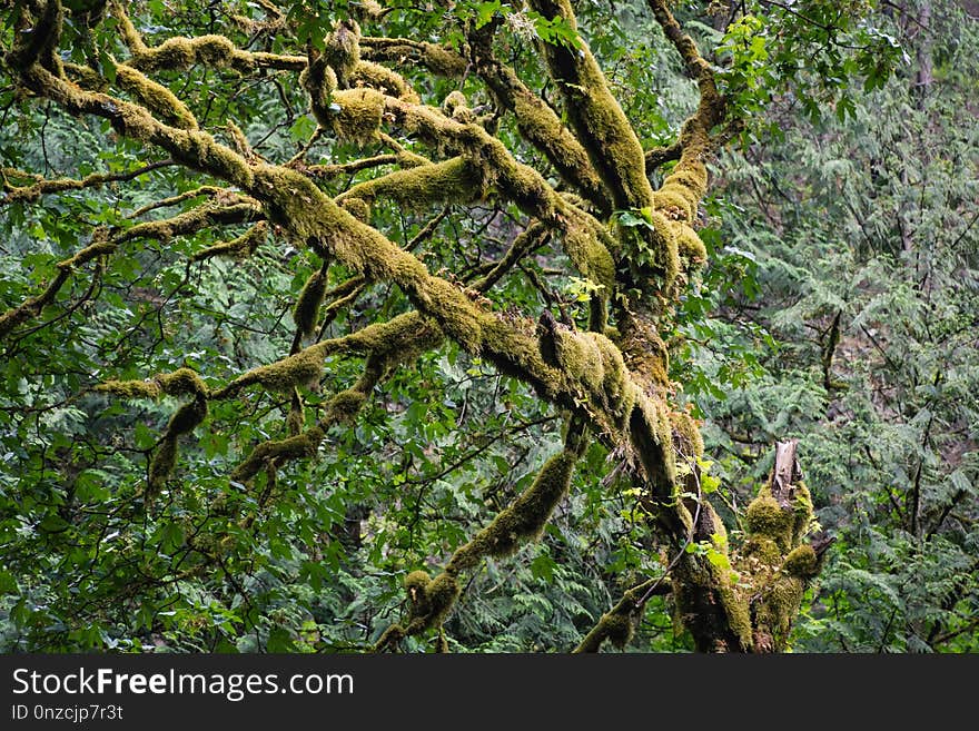 Vegetation, Tree, Nature Reserve, Ecosystem