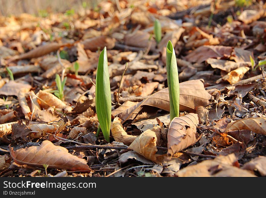 Leaf, Soil, Plant, Grass