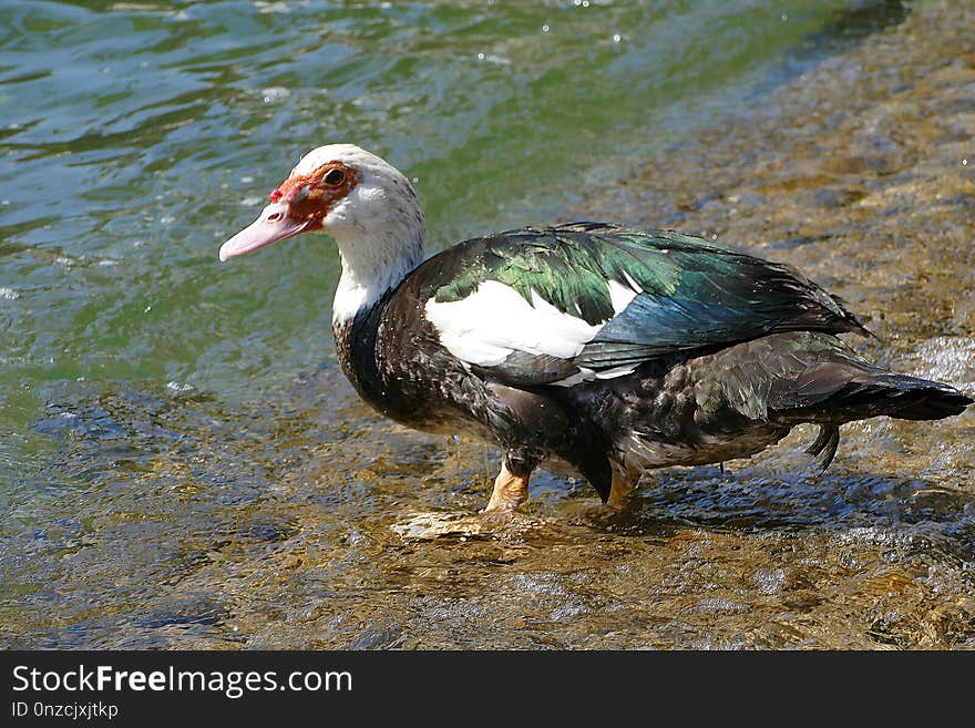 Duck, Bird, Water Bird, Ducks Geese And Swans