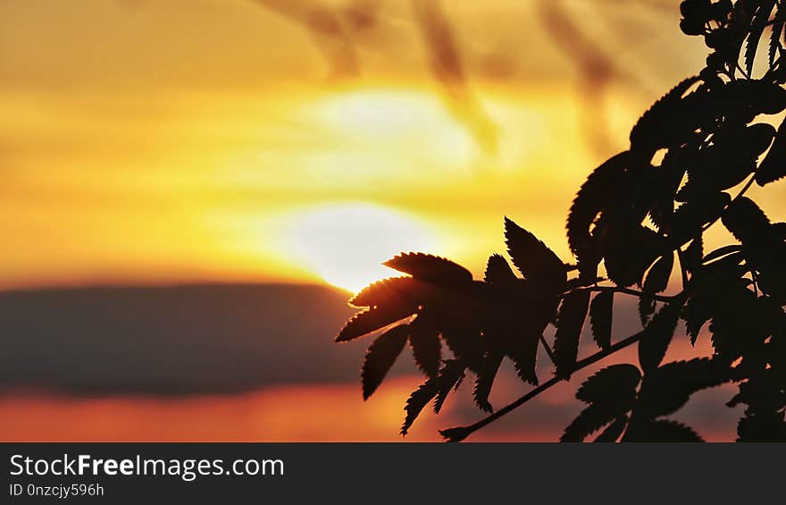 Sky, Leaf, Sunrise, Sunset