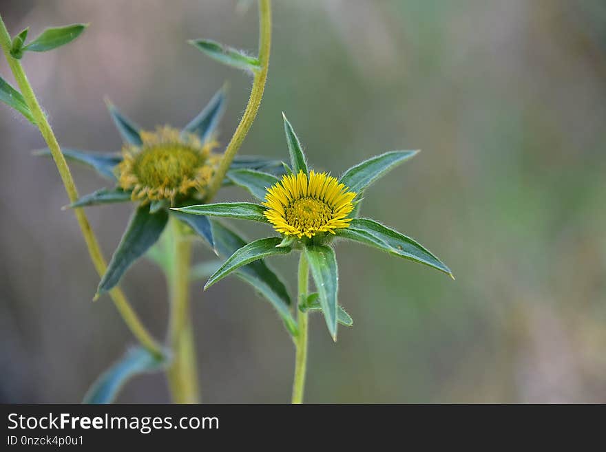 Flower, Flora, Plant, Aster