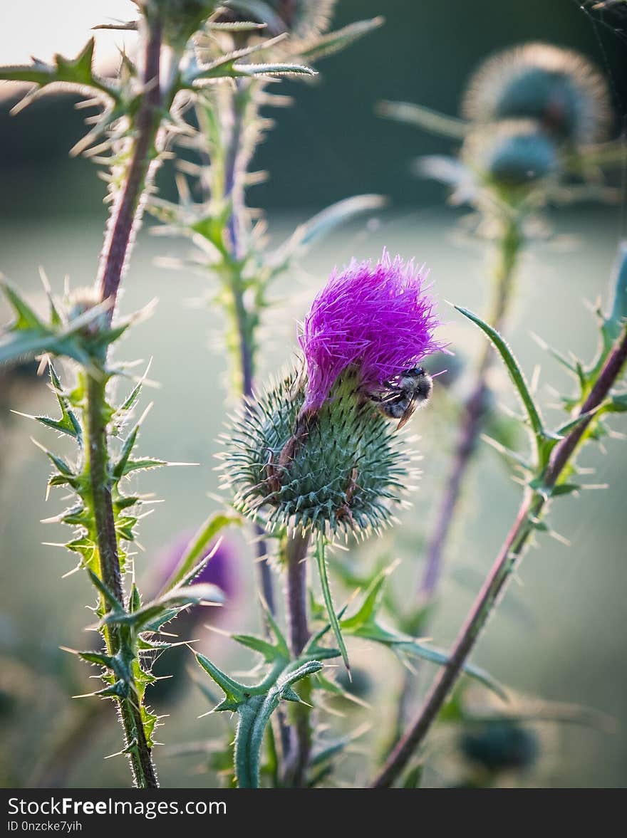 Thistle, Plant, Silybum, Flora