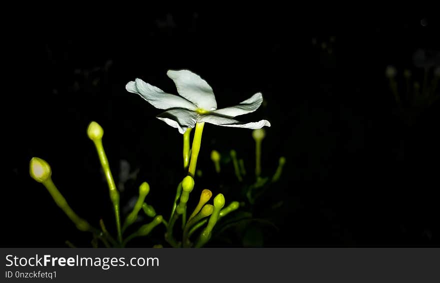 Flower, Flora, Wildflower, Plant