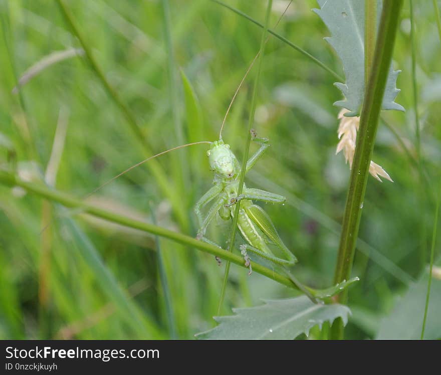 Insect, Grass, Locust, Grass Family