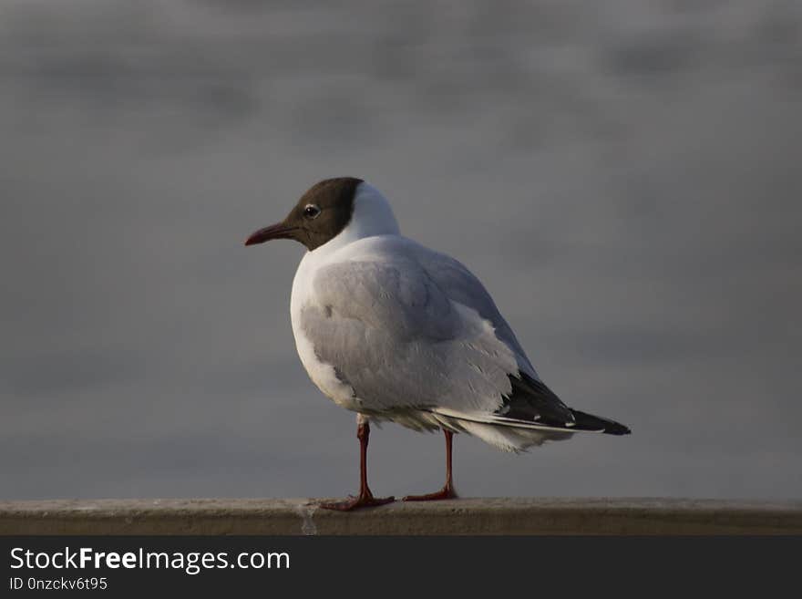 Bird, Gull, Seabird, Beak