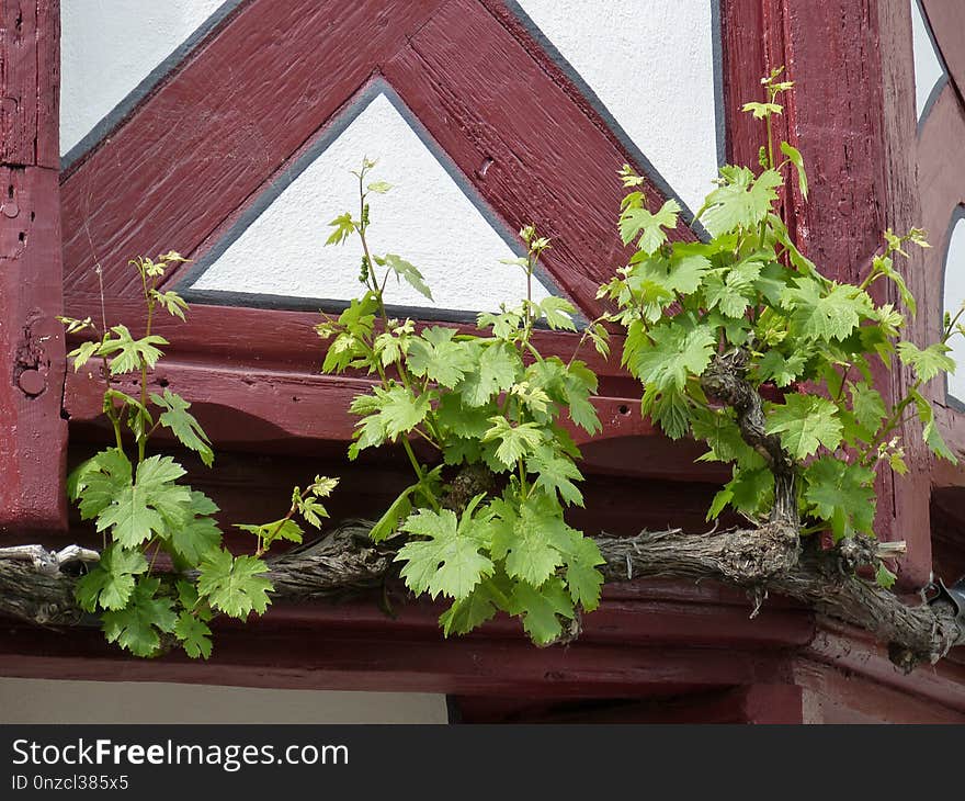 Plant, Flower, Herb, Window