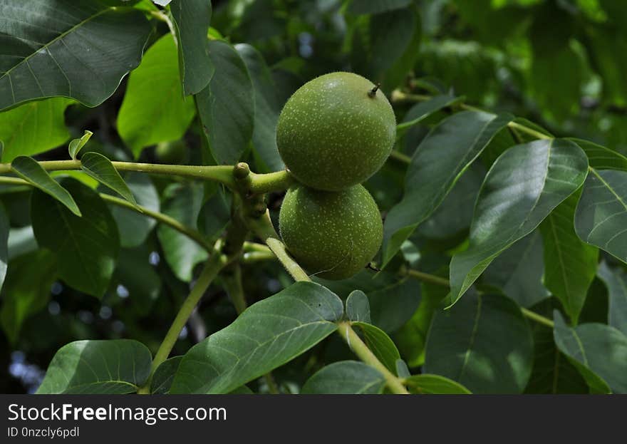 Fruit Tree, Fruit, Citrus, Plant