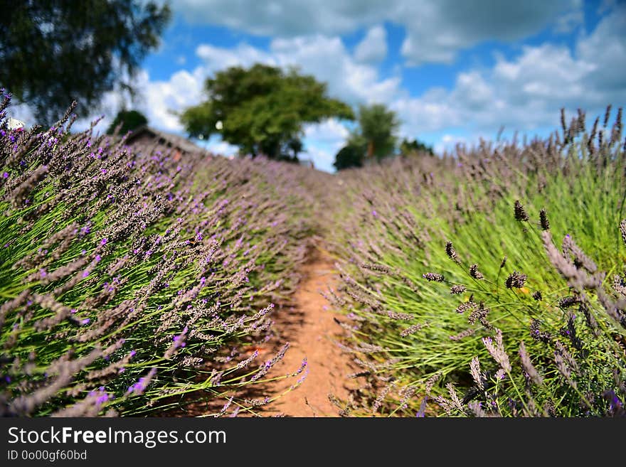 Lavender flowers blooming in late summer in New Zealand