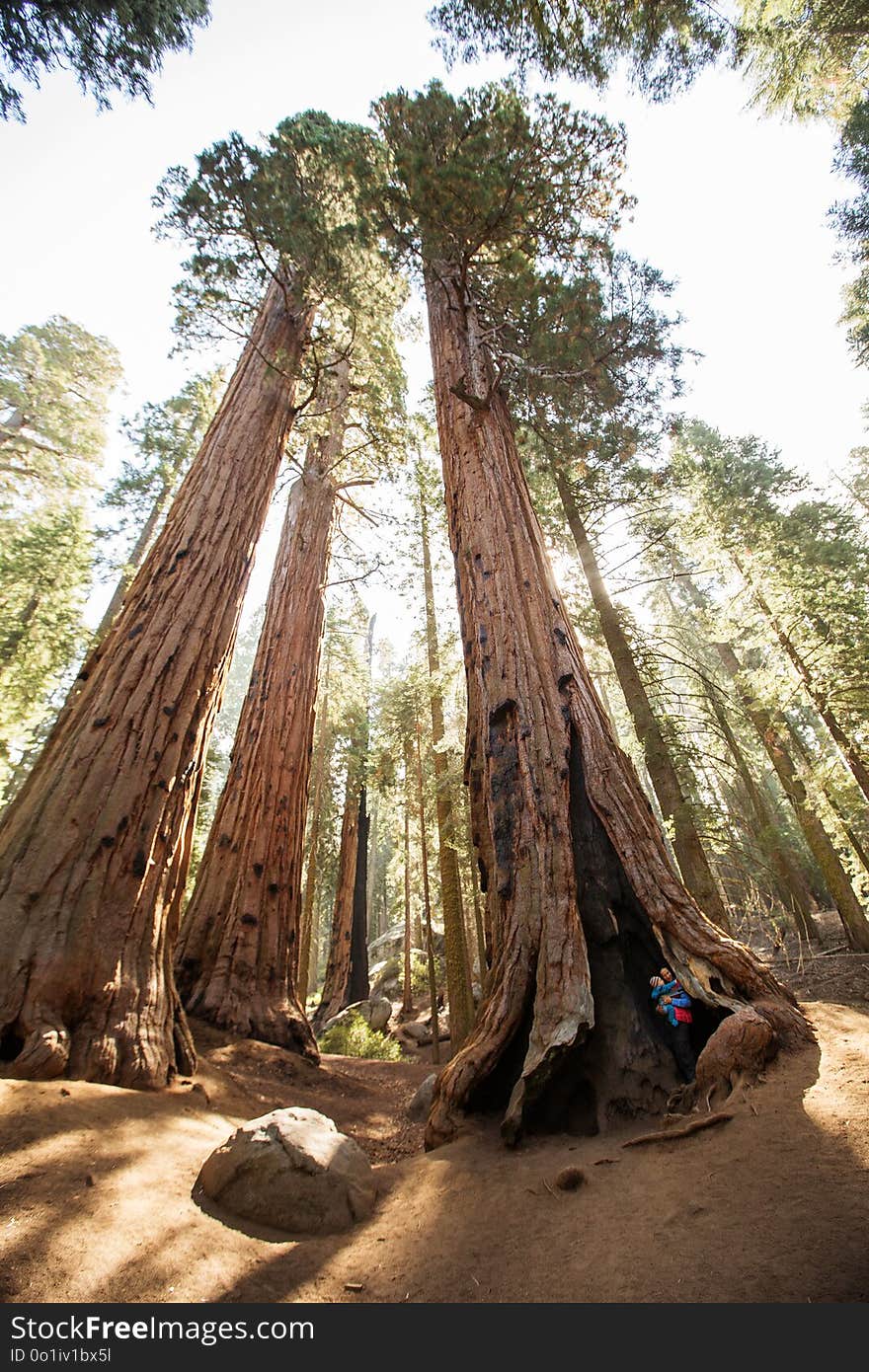 Mother with infant visit Sequoia national park in California, USA.