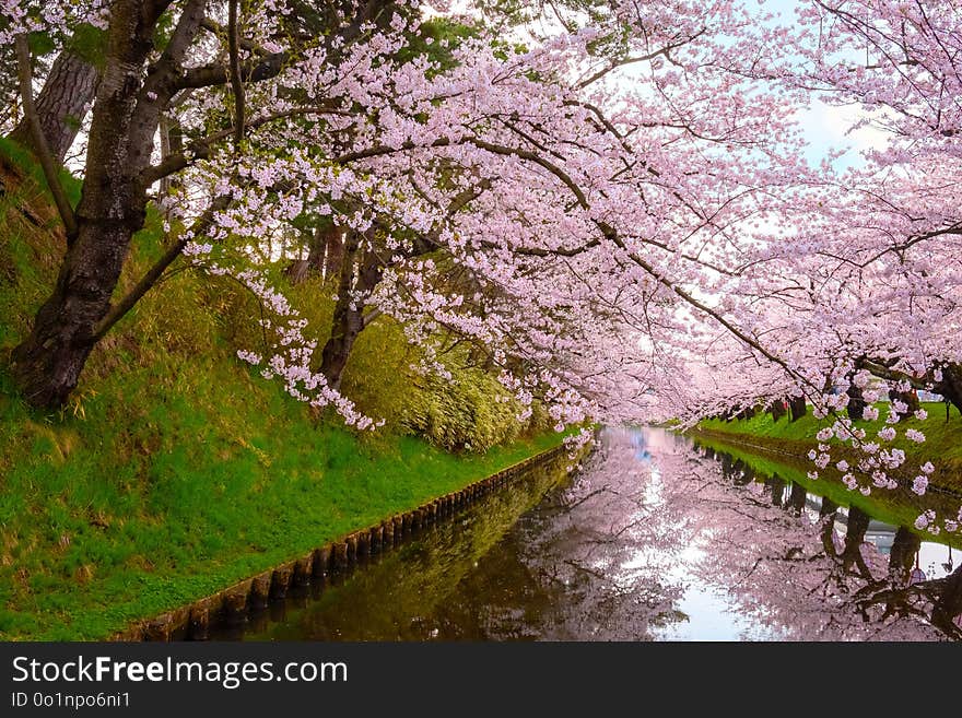 Full bloom Sakura - Cherry Blossom at Hirosaki park in Hirosaki, japan