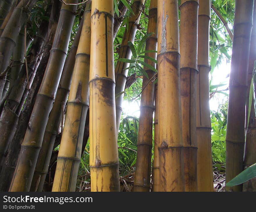 Yellow Bamboo forest old and big at the morning