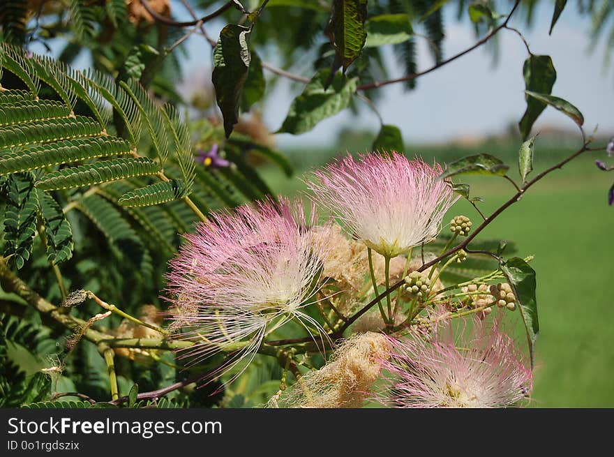 Plant, Vegetation, Flora, Flower