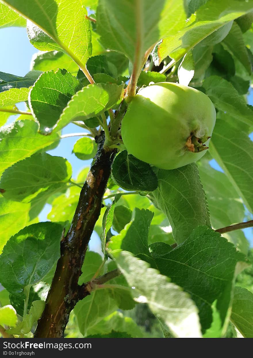 Fruit Tree, Leaf, Fruit, Branch