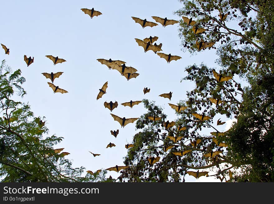 Fauna, Sky, Bird, Leaf