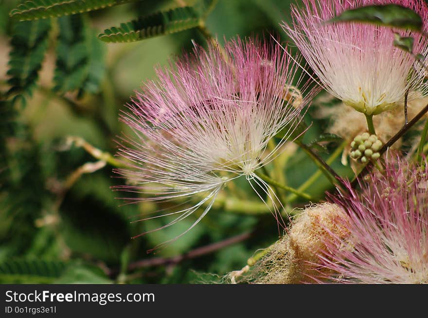 Plant, Vegetation, Flora, Flower