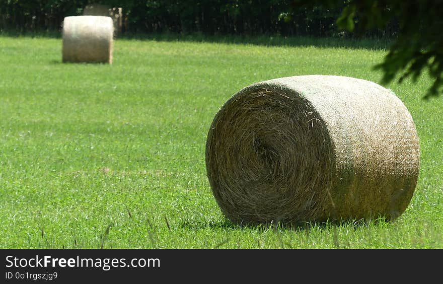 Grass, Hay, Field, Lawn