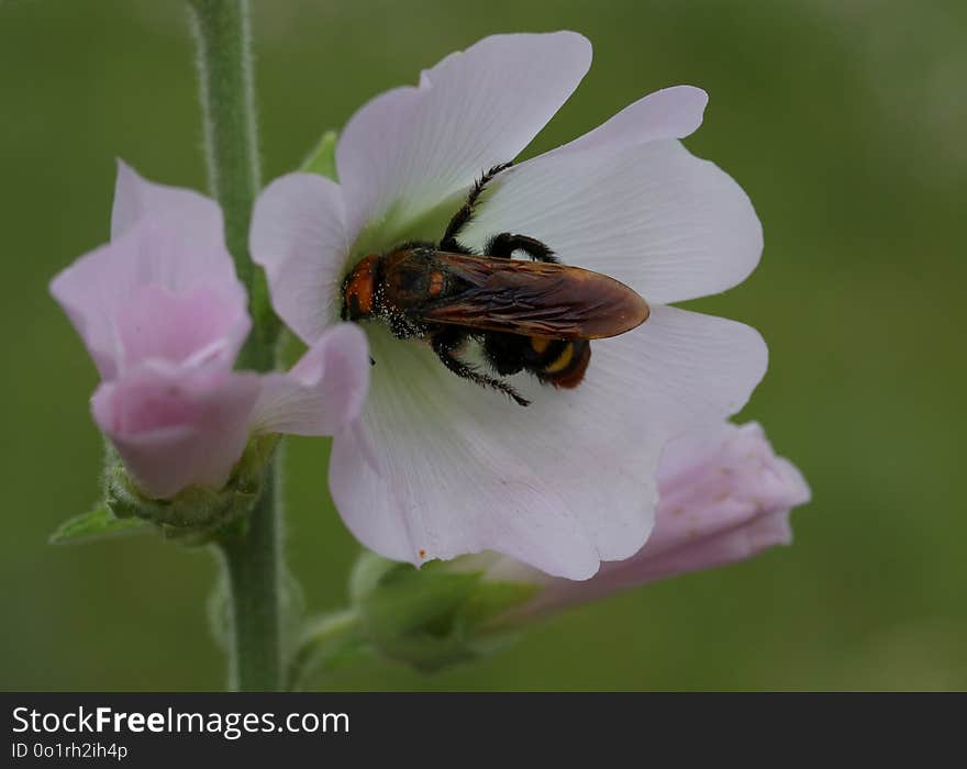 Insect, Bee, Nectar, Flora