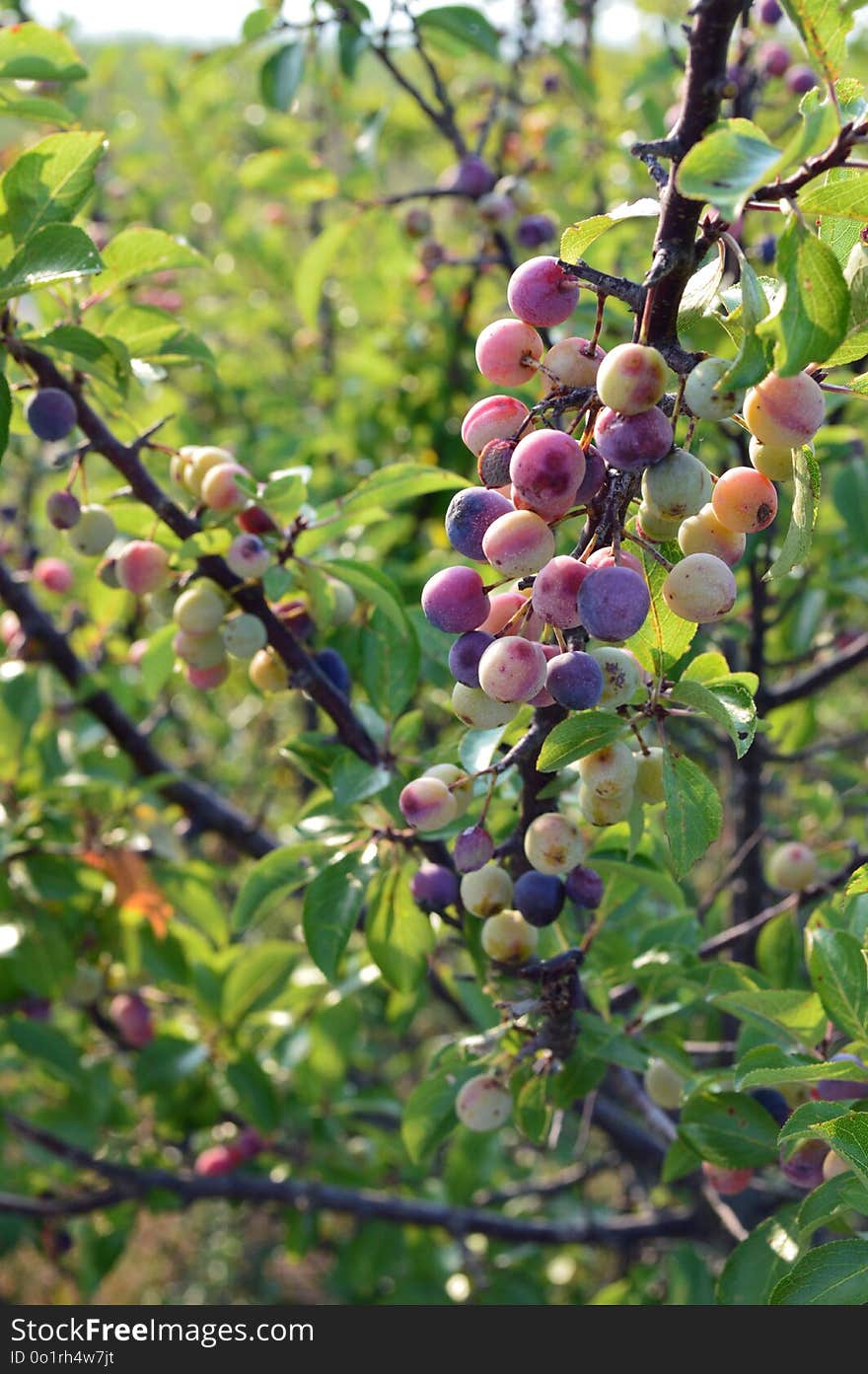 Fruit, Branch, Damson, Grape