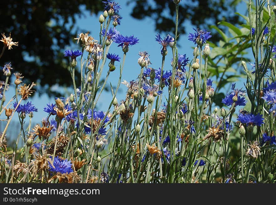 Flower, Plant, Flora, Wildflower