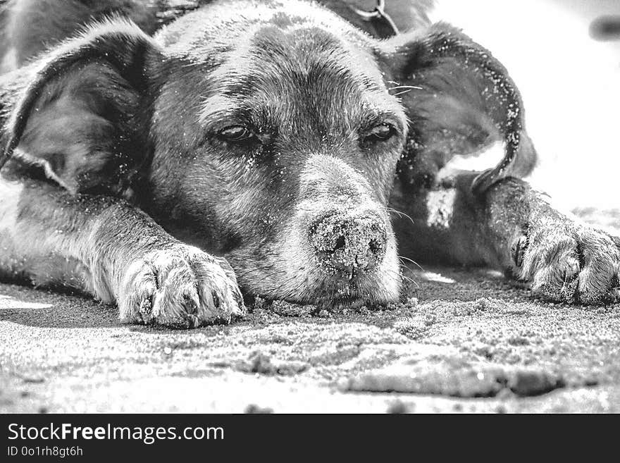 Dog, Black And White, Dog Breed, Dog Like Mammal