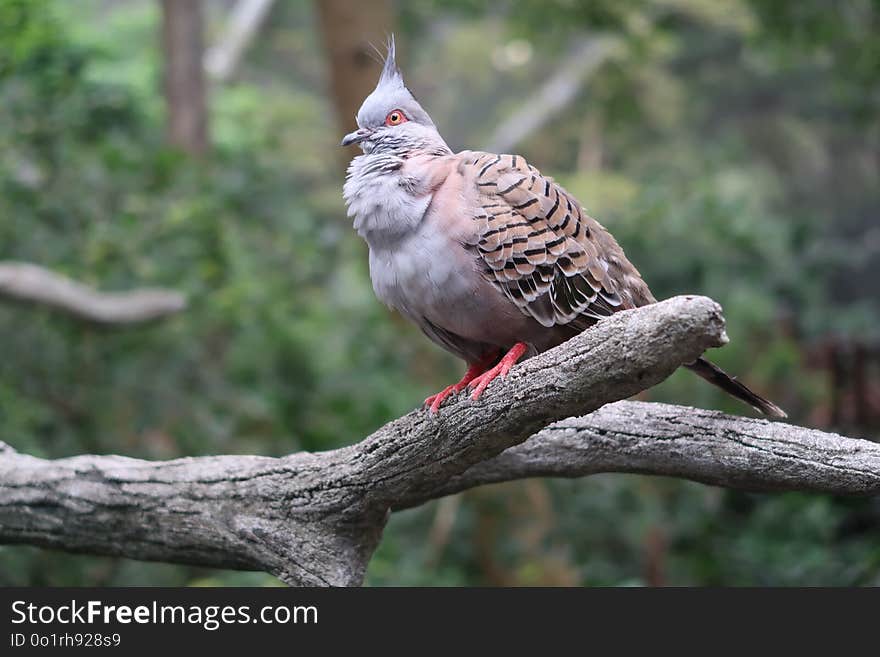 Bird, Fauna, Beak, Piciformes