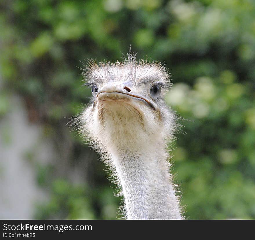 Ostrich, Bird, Beak, Ratite