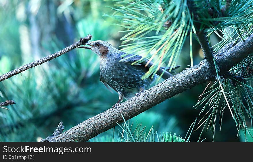 Bird, Fauna, Ecosystem, Beak