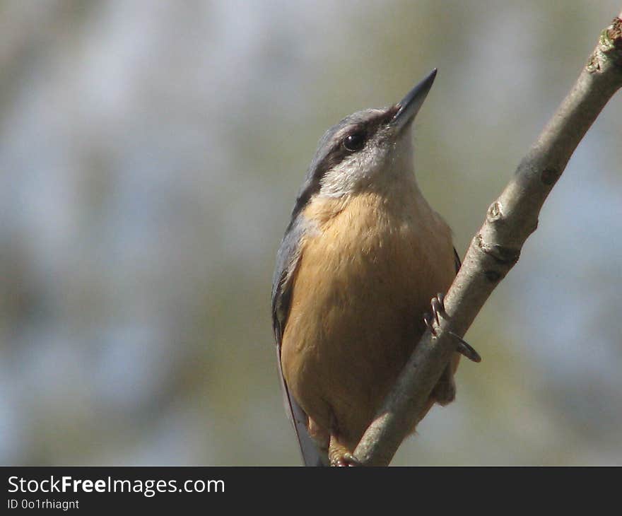 Bird, Fauna, Beak, Finch