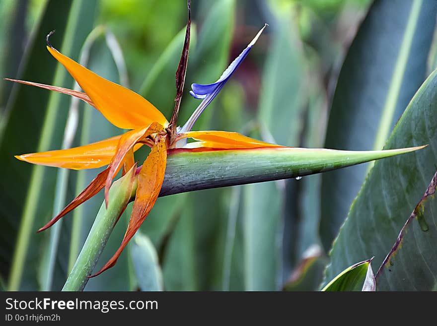 Flora, Plant, Flower, Plant Stem