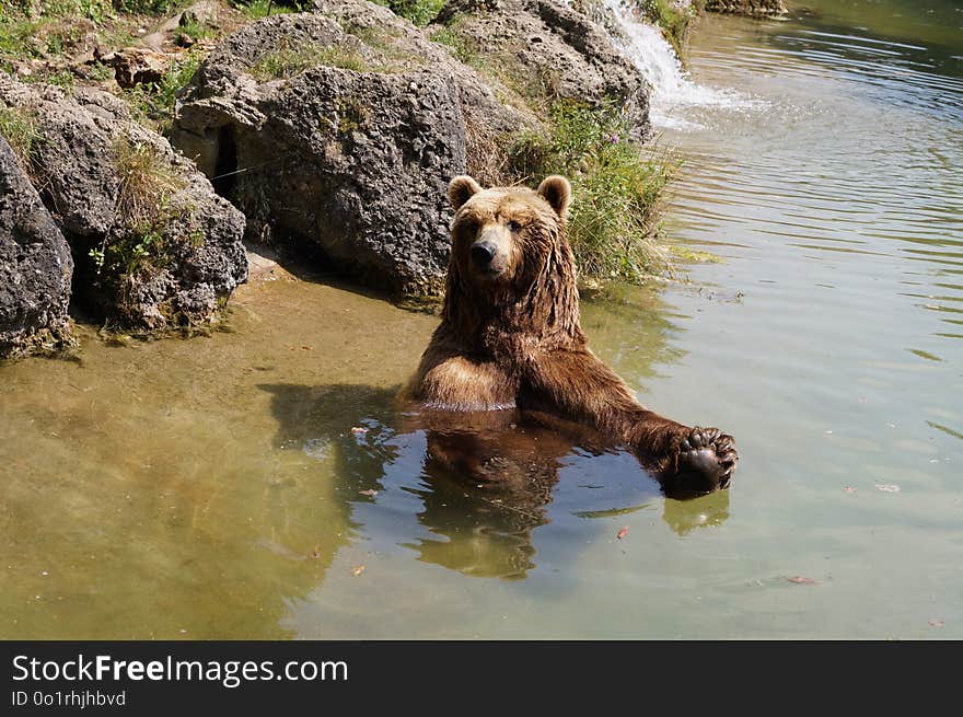 Brown Bear, Grizzly Bear, Bear, Wildlife