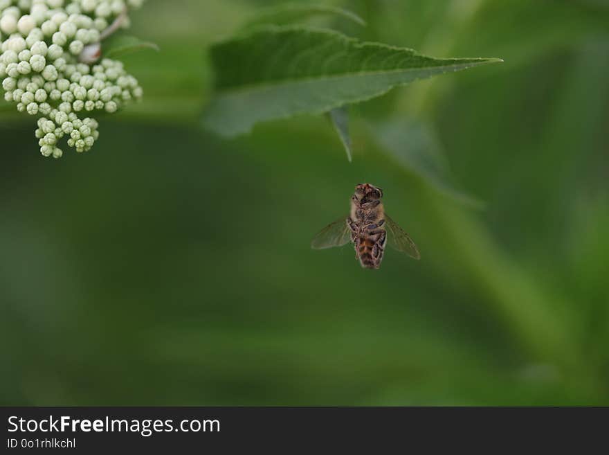 Insect, Invertebrate, Membrane Winged Insect, Macro Photography