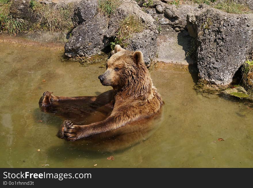 Brown Bear, Grizzly Bear, Bear, Fauna