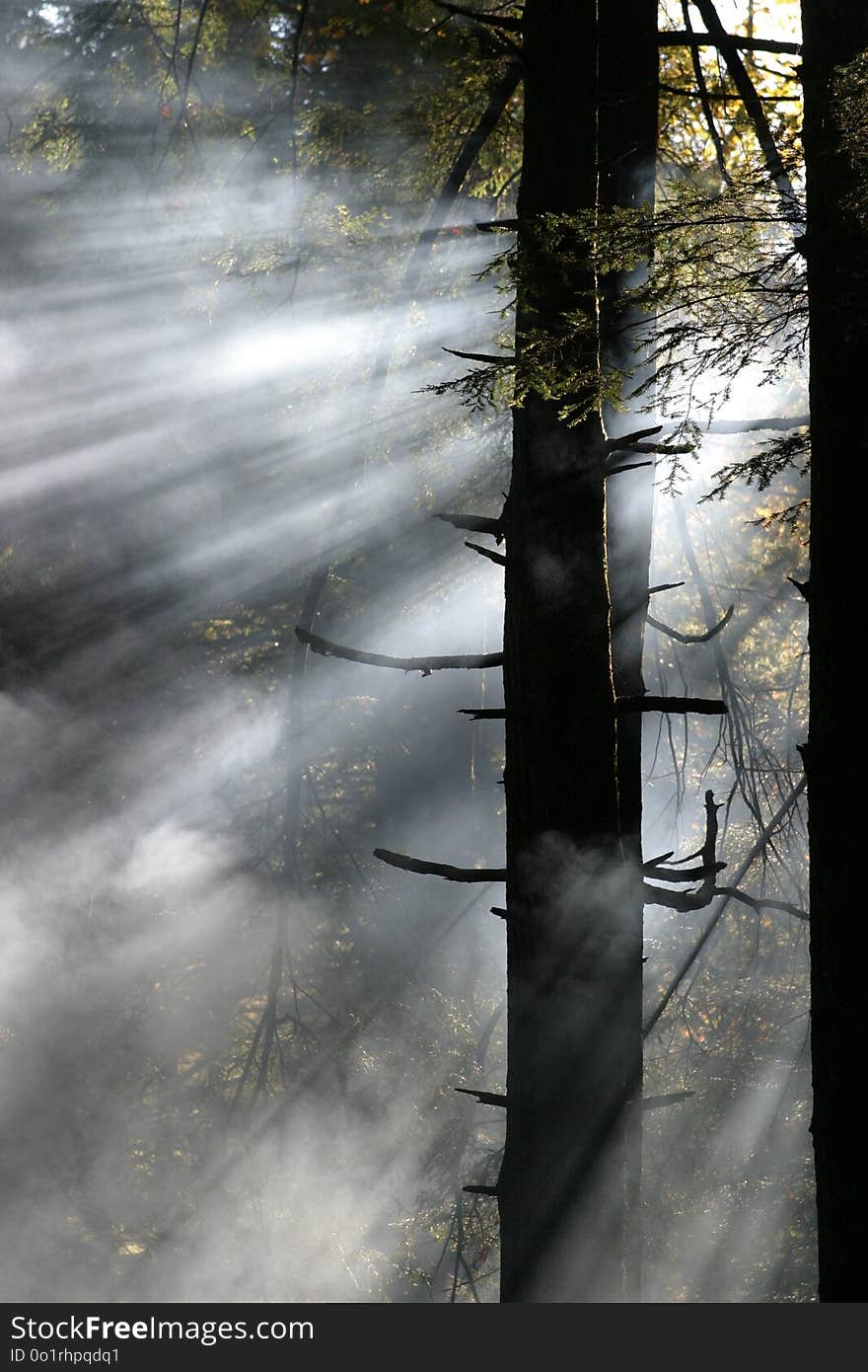 Reflection, Water, Tree, Sunlight