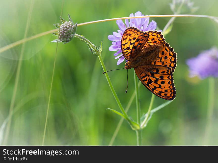 Butterfly, Moths And Butterflies, Insect, Brush Footed Butterfly