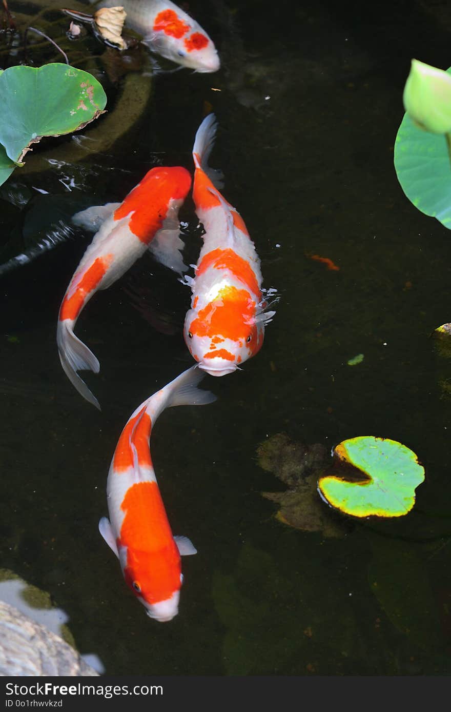 Koi, Fish Pond, Water, Fish