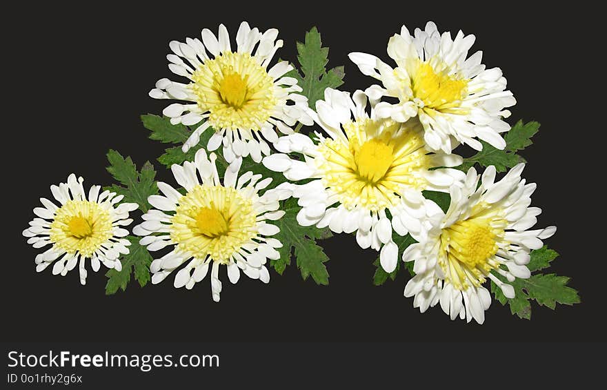 Flower, Yellow, Flowering Plant, Oxeye Daisy