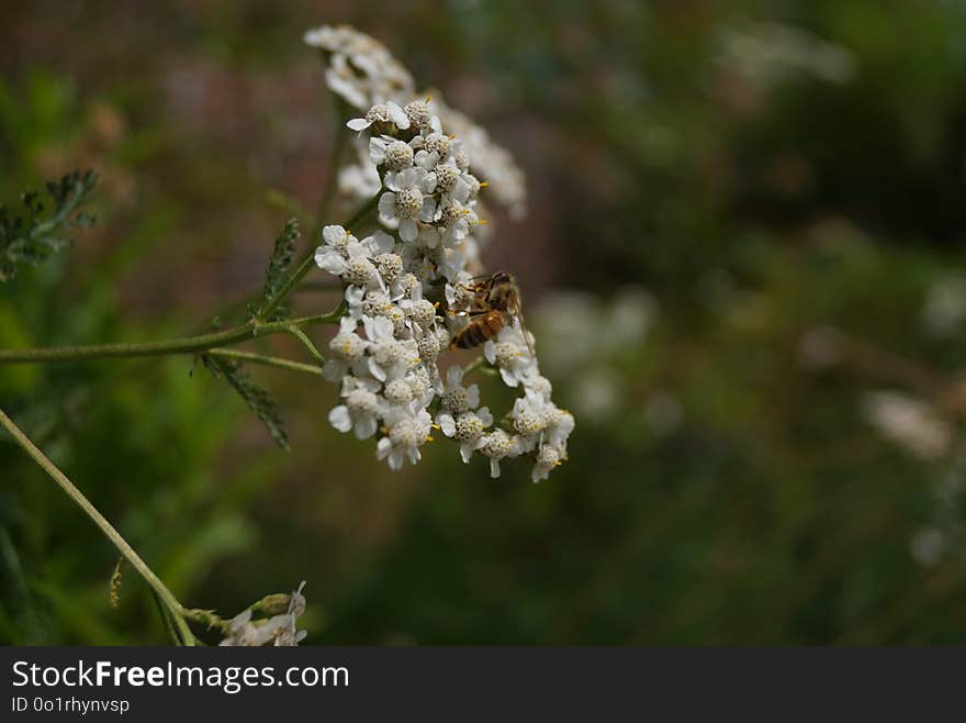 Flora, Plant, Flower, Meadowsweet