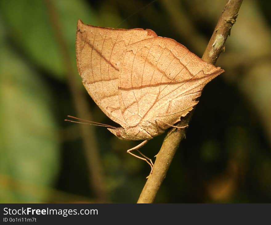 Leaf, Insect, Moth, Macro Photography