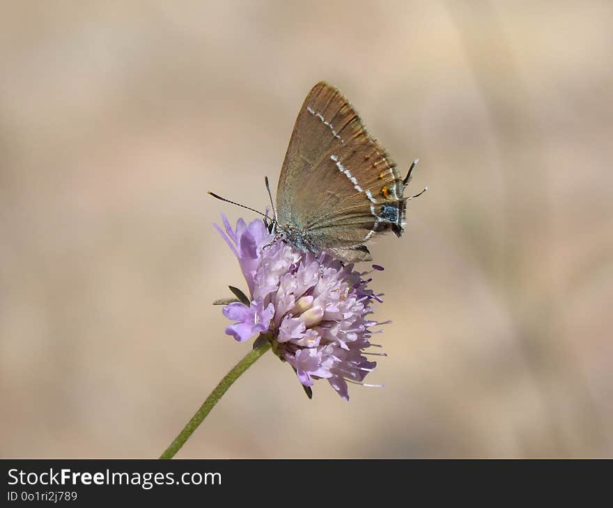 Butterfly, Moths And Butterflies, Insect, Lycaenid