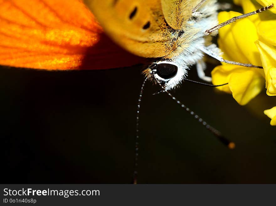 Yellow, Insect, Invertebrate, Macro Photography