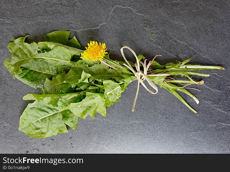 Plant, Leaf, Flower, Flora