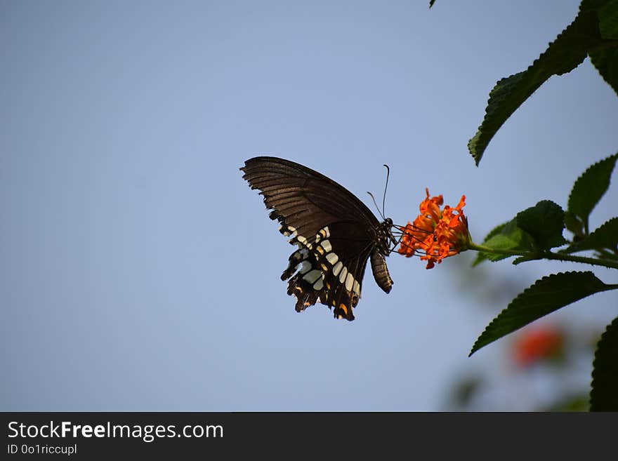 Butterfly, Moths And Butterflies, Insect, Sky