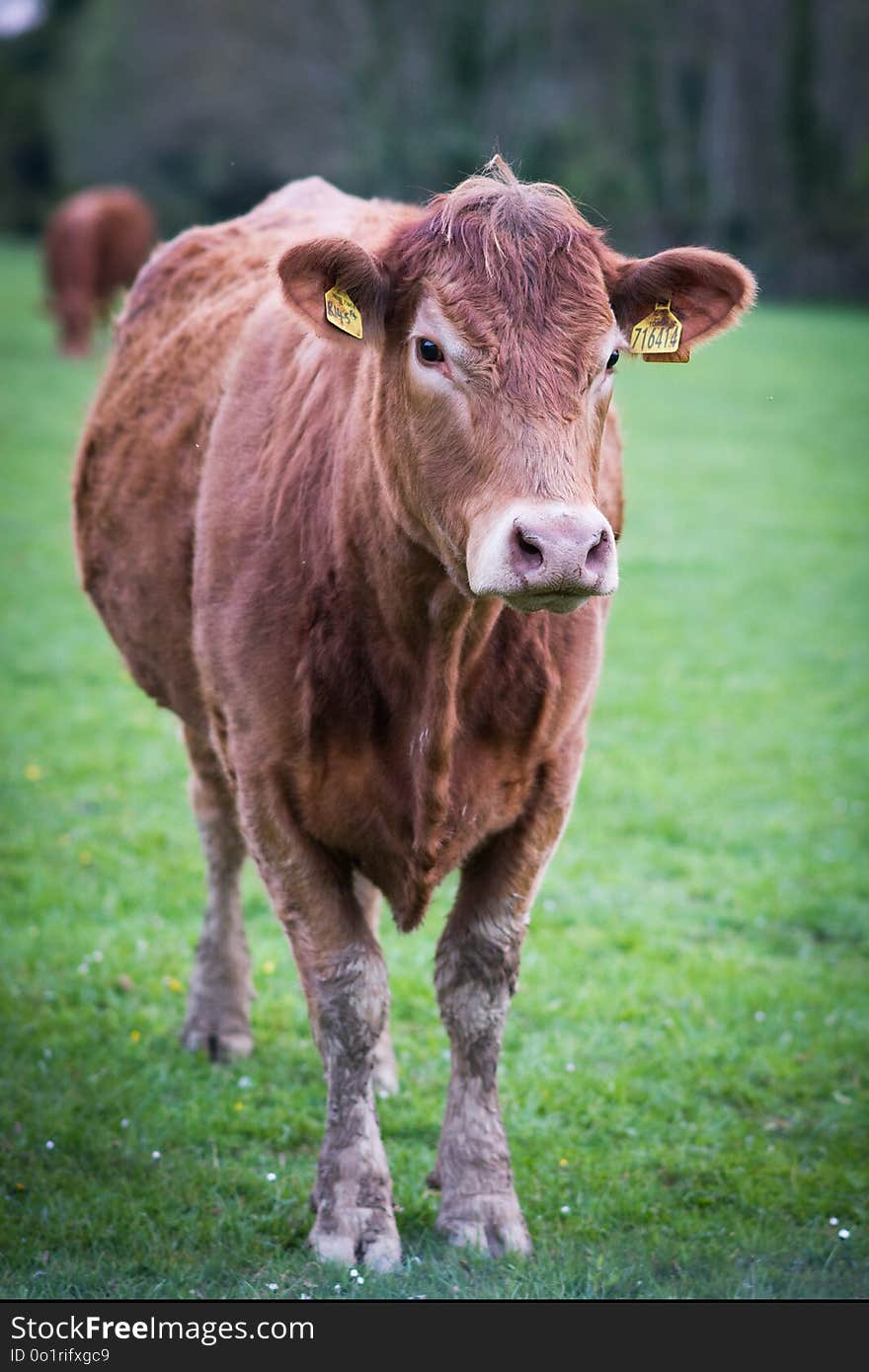 Cattle Like Mammal, Fauna, Pasture, Grass