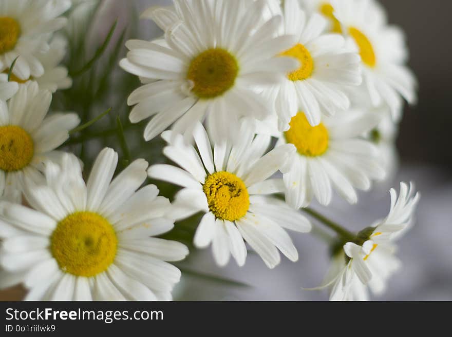 Flower, Oxeye Daisy, Chamaemelum Nobile, Yellow